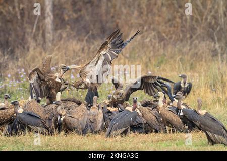 Gregge di avvoltoi dalle rumature bianche (Gyps bengalensis), grifoni himalayani (Gyps himalayensis) e avvoltoi sottili (Gyps tenuirostris) che si nutrono su un Foto Stock