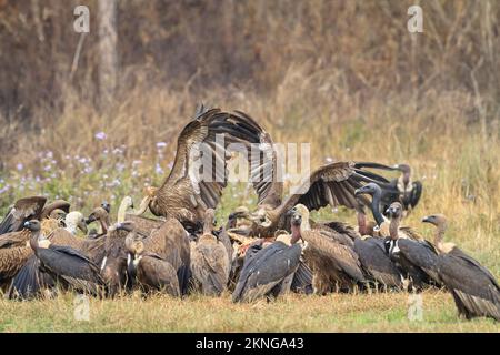 Gregge di avvoltoi dalle rumature bianche (Gyps bengalensis), grifoni himalayani (Gyps himalayensis) e avvoltoi sottili (Gyps tenuirostris) che si nutrono su un Foto Stock