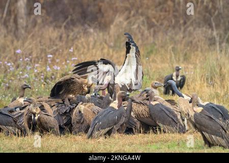 Gregge di avvoltoi dalle rumature bianche (Gyps bengalensis), grifoni himalayani (Gyps himalayensis) e avvoltoi sottili (Gyps tenuirostris) che si nutrono su un Foto Stock