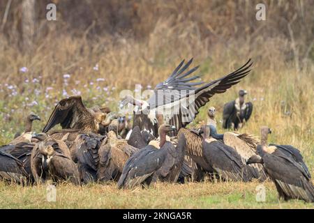 Gregge di avvoltoi dalle rumature bianche (Gyps bengalensis), grifoni himalayani (Gyps himalayensis) e avvoltoi sottili (Gyps tenuirostris) che si nutrono su un Foto Stock