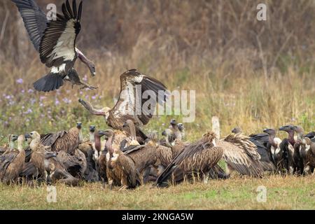 Gregge di avvoltoi dalle voci bianche (Gyps bengalensis) e grifoni himalayani (Gyps himalayensis) che si nutrono di una carcassa. Terai. Nepal. Foto Stock