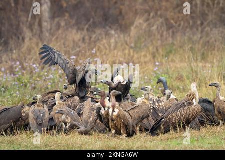 Gregge di avvoltoi dalle rumature bianche (Gyps bengalensis), grifoni himalayani (Gyps himalayensis) e avvoltoi sottili (Gyps tenuirostris) che si nutrono su un Foto Stock