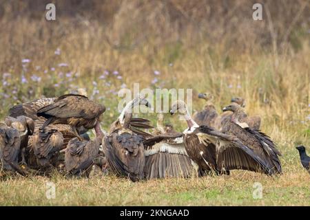 Gregge di avvoltoi dalle voci bianche (Gyps bengalensis) e grifoni himalayani (Gyps himalayensis) che si nutrono di una carcassa. Terai. Nepal. Foto Stock