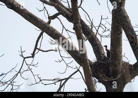 Avvoltoio bianco-rumped (Gyps bengalensis) adulto e pulcino nel nido. Nepal. Foto Stock