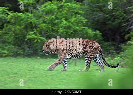 Leopardo (Panthera pardus kotiya) maschio adulto che cammina attraverso la radura al crepuscolo (corsa endemica dello Sri Lanka) Yala NP, Sri Lanka Dicembre Foto Stock