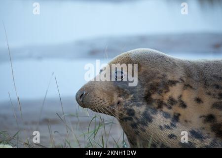 Mucca di foche grigia in autunno a Donna Nook Foto Stock