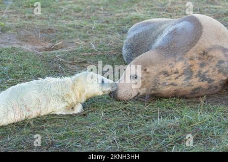 Foca e madre di nuova nascita, Donna Nook, Lincolnshire Foto Stock