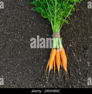 Mazzo di carote appena raccolte sul terreno Foto Stock