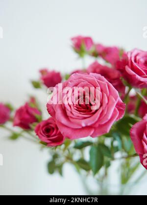 Un bel primo piano di bouquet di splendide rose rosa in vaso di vetro su sfondo bianco Foto Stock