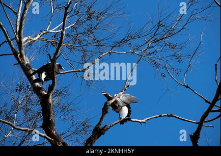 Un adulto Australian Magnie (Gymnorhina tibicen) e un giovane Magnie che sorregna su un albero a Sydney, NSW, Australia (Foto di Tara Chand Malhotra) Foto Stock