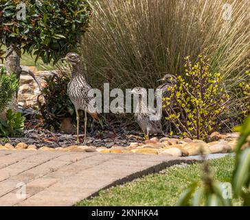 Famiglia di Curlew di pietra (Burhinus capensis) in giardino Foto Stock