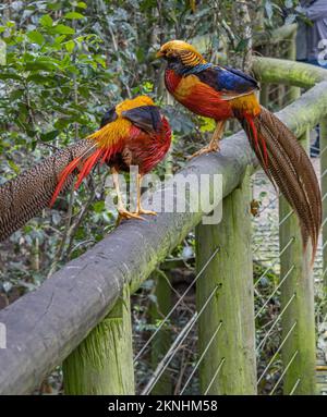 Fagiani d'oro (Crisolofo pictus) presso il Birds of Eden Bird Sanctuary, Sudafrica Foto Stock