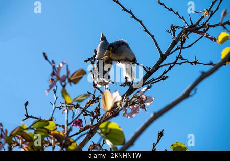 Un adulto australiano Noisy Miner (Manorina melanocephala) che alimenta i giovani a Sydney, NSW, Australia (Foto di Tara Chand Malhotra) Foto Stock