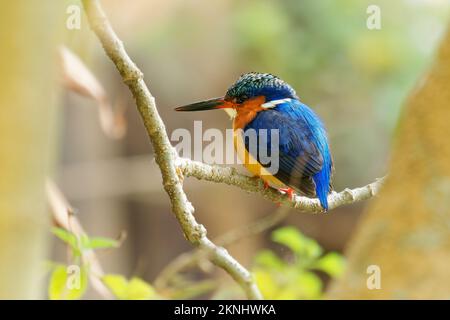 Malgascio o Madagascar Kingfisher - uccello blu di Corythornis vintsioides in Alcedinidae in Madagascar, Mayotte e nelle Comore, l'habitat naturale è subtro Foto Stock