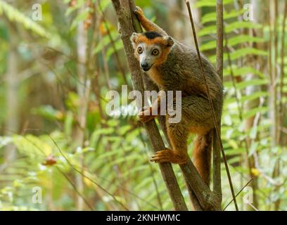 Lemur coronato - Eulemur coronatus endemico alle foreste decidue secche della punta settentrionale del Madagascar, mangia una dieta di fiori, frutti, e foglie, scimmia Foto Stock