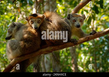 Lemur coronato - Eulemur coronatus endemico alle foreste decidue secche della punta settentrionale del Madagascar, mangia una dieta di fiori, frutti, e foglie, scimmia Foto Stock