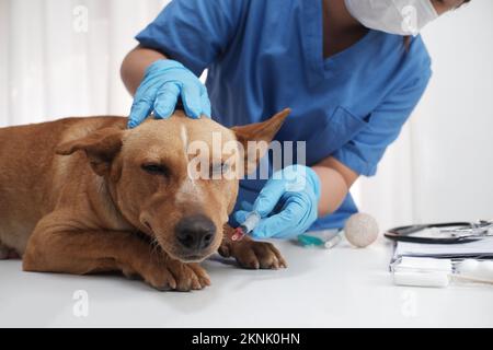 Il medico veterinario trattamento, controllo sul cane a clinica di veterinario Foto Stock