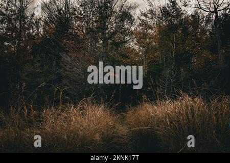 Wreck Cove sull'isola di McNabs in autunno Foto Stock