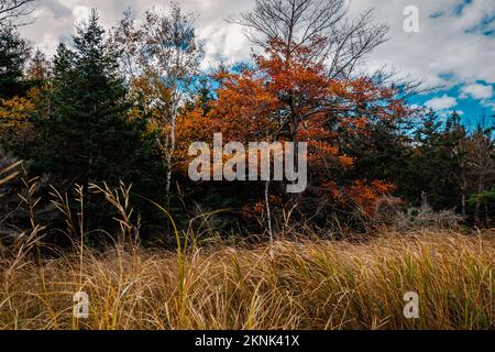 Wreck Cove sull'isola di McNabs in autunno Foto Stock