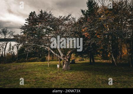 Rame Faggio nel giardino inglese presso la tenuta Hugonin-perrin su isola mcnabs halifax nova scotia canada Foto Stock