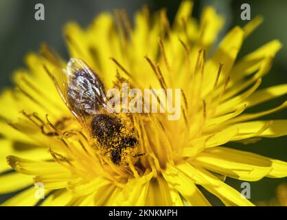 Particolare di ape o di ape in latino Apis mellifera, europeo o occidentale ape di miele seduta su fiore giallo di dente di leone comune Foto Stock