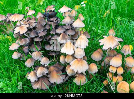 Bella immagine autunnale di un certo numero di funghi in un campo d'erba Foto Stock
