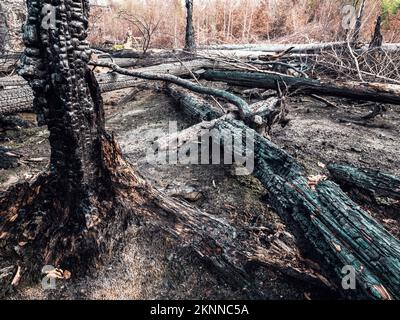 Grande tragedia naturale. Foresta bruciata nella prima zona del parco nazionale Boemia Svizzera, Czechia. Foto Stock