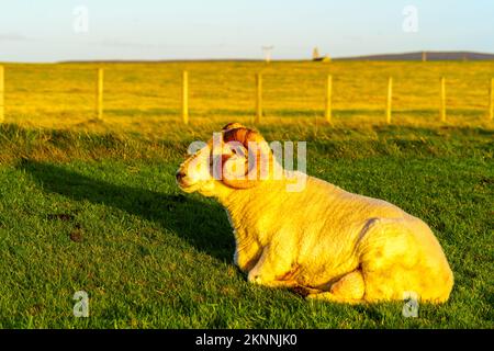 Vista al tramonto di pecore e campi, a Mainland Orkney, Scozia, Regno Unito Foto Stock