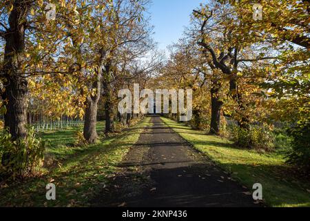Vista prospettica in via di fuga e diminuzione sulla strada in campagna lungo la linea di alberi durante la mattina tempo soleggiato in autunno o inizio stagione invernale. Foto Stock