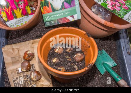 Bulbi di tulipano che piantano in pentole. Foto Stock