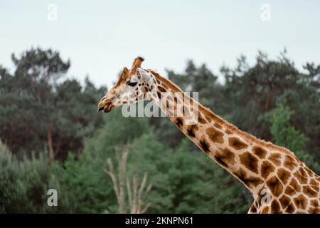 Primo piano di una giraffa nubiana, Giraffa camelopardalis che si aggancia la lingua nei boschi Foto Stock