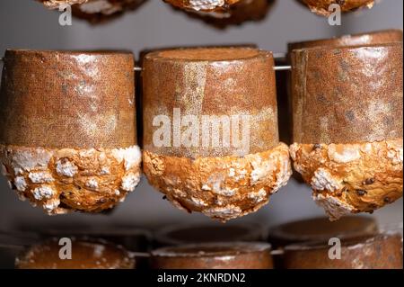 Panettone appeso per finire la preparazione del forno. Dolci natalizi italiani. Fotografia di alta qualità. Foto Stock