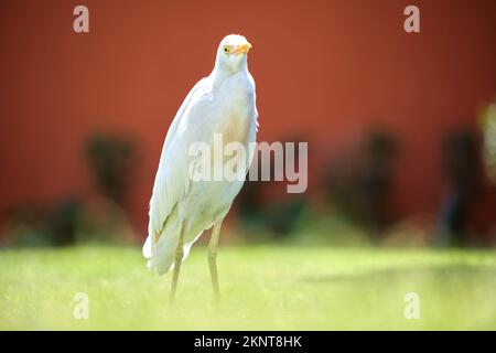 Uccello selvatico di capra bianco, conosciuto anche come Bubulcus ibis, a piedi sul prato verde nel cortile dell'hotel in estate Foto Stock