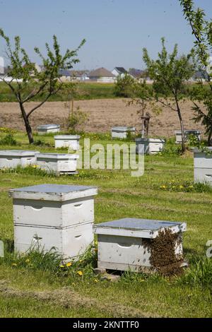 Miele che produce alveari di api in una fattoria apiaria in primavera. Foto Stock