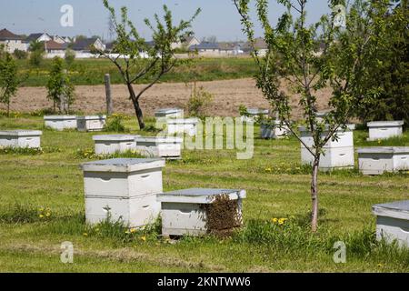 Miele che produce alveari di api in una fattoria apiaria in primavera. Foto Stock