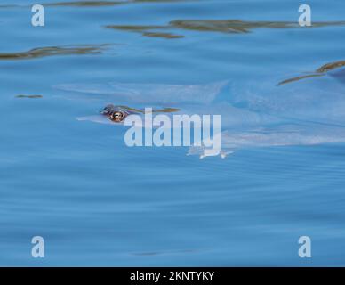 Florida Soft Shell Turtle nuoto in un lago. Foto Stock