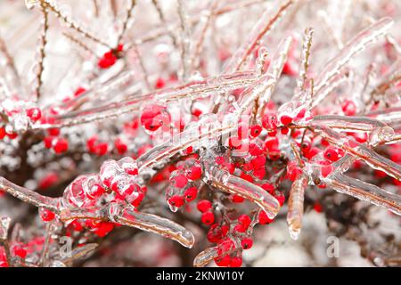 Vista da vicino dei rami ghiacciati con bacche rosse nella fredda giornata invernale Foto Stock