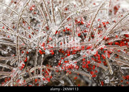 Rami ghiacciati con bacche rosse il giorno d'inverno Foto Stock