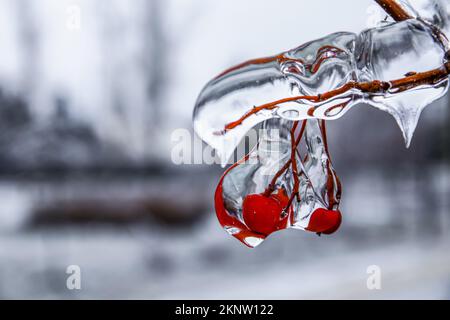 Bacche rosse ricoperte di ghiaccio su un ramo d'albero Foto Stock