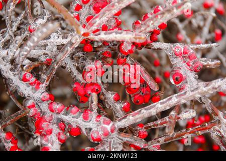 Rami ghiacciati con bacche rosse nella fredda giornata invernale, primo piano Foto Stock