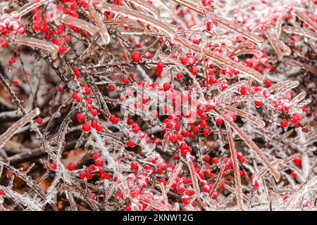 Rami ghiacciati con bacche rosse nella fredda giornata invernale Foto Stock