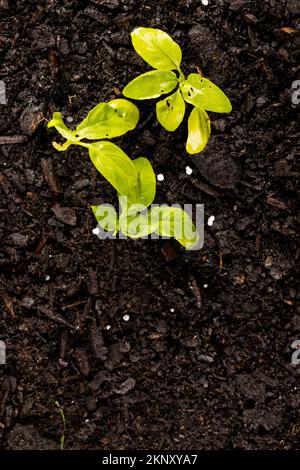 Immagine verticale di piante verdi in terreno scuro con fertilizzante, con spazio di copia Foto Stock