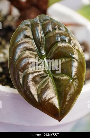 Bella foglia di Alocasia Cuprea, una pianta popolare Foto Stock