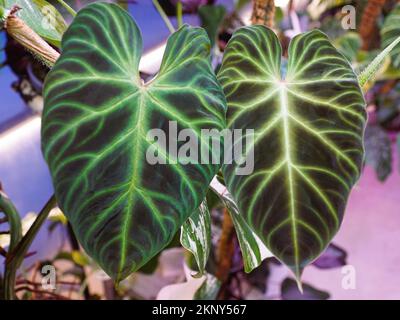Due belle foglie di Philodendron verrucosum forma scura, una pianta domestica rara e popolare Foto Stock