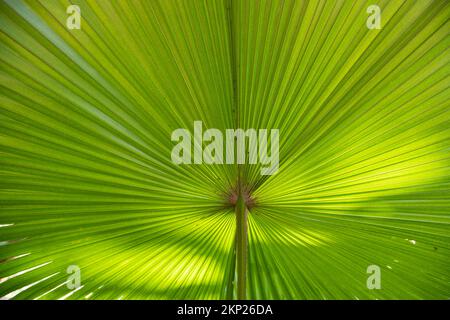 Tropicale naturale verde palma foglie modello struttura sfondo astratto Foto Stock