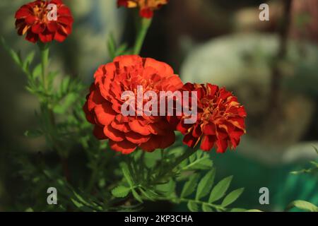 Insetto su marigold rosso in un giardino Foto Stock