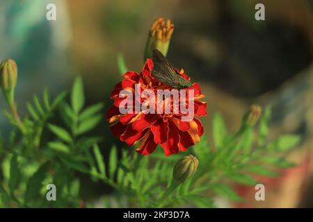 Insetto su marigold rosso in un giardino Foto Stock