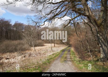 Strada forestale vuota. Una strada sterrata rurale che attraversa i boschi in Danimarca. Foto Stock