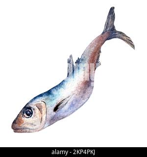 Illustrazione ad acquerello singola sardina isolata su sfondo bianco. Pesce fresco dell'Atlantico disegnato a mano. Elemento di design per confezione, etichetta, menu, mercato, Foto Stock