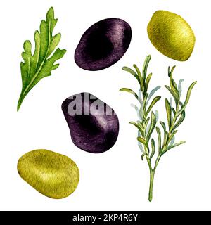 Set di olive verdi e nere, erbe fresche acquerello illustrazione isolata su sfondo bianco. Prezzemolo, piante di rosmarino disegnate a mano. Elemento di progetto f Foto Stock